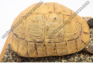 tortoise shell 0025